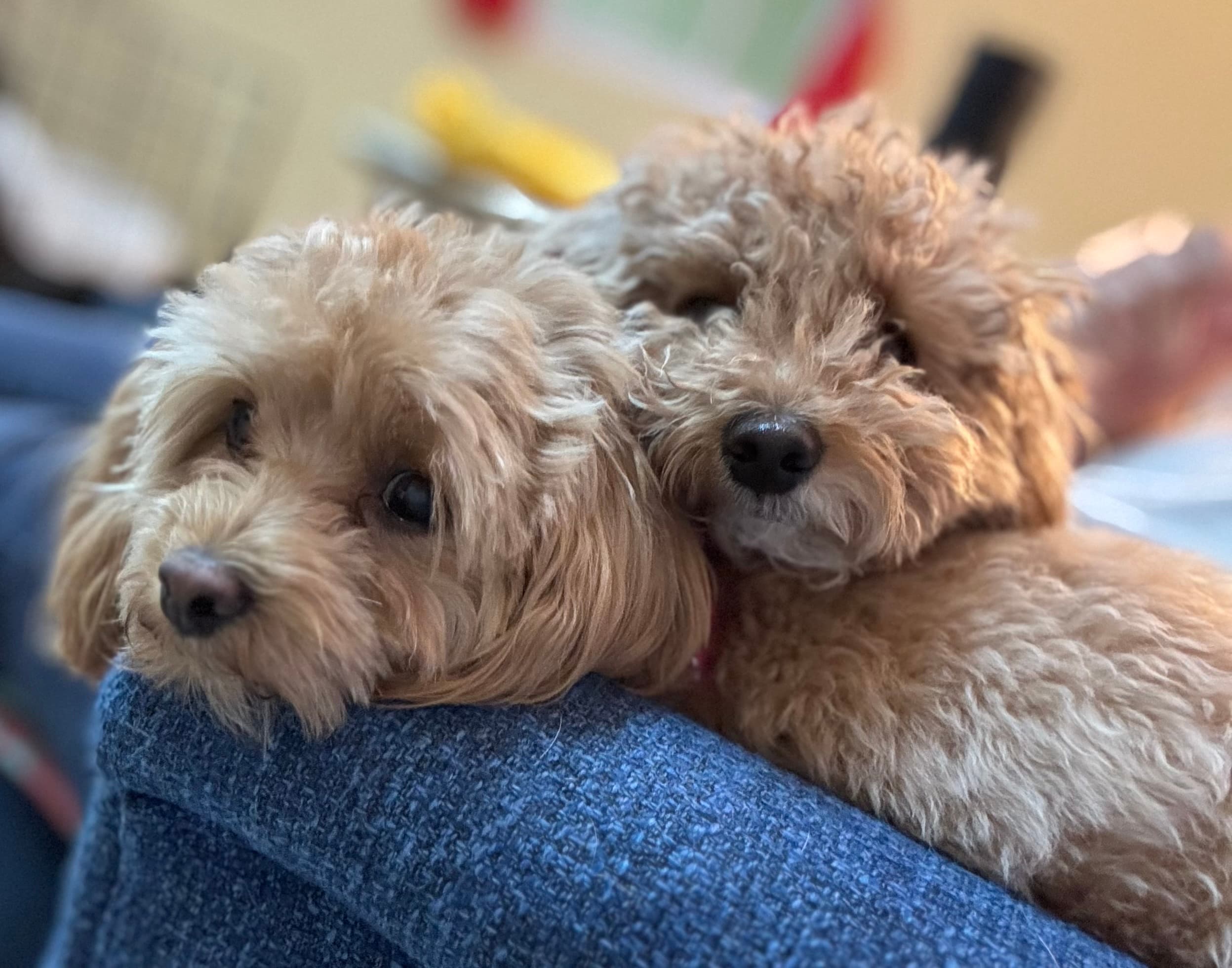 Post 1 de @playpenforpups