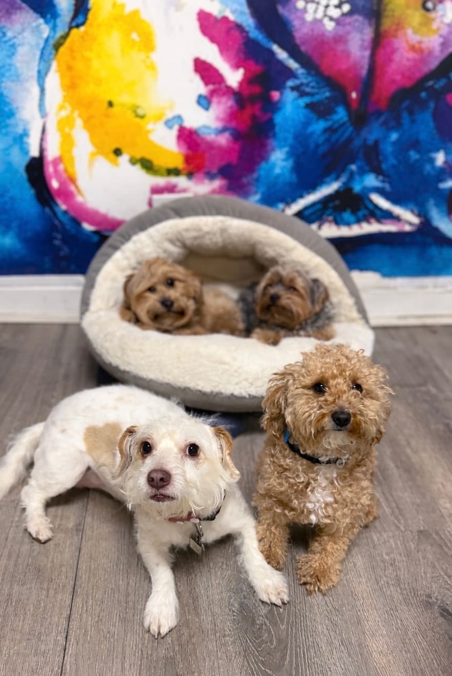 Post 2 de @playpenforpups