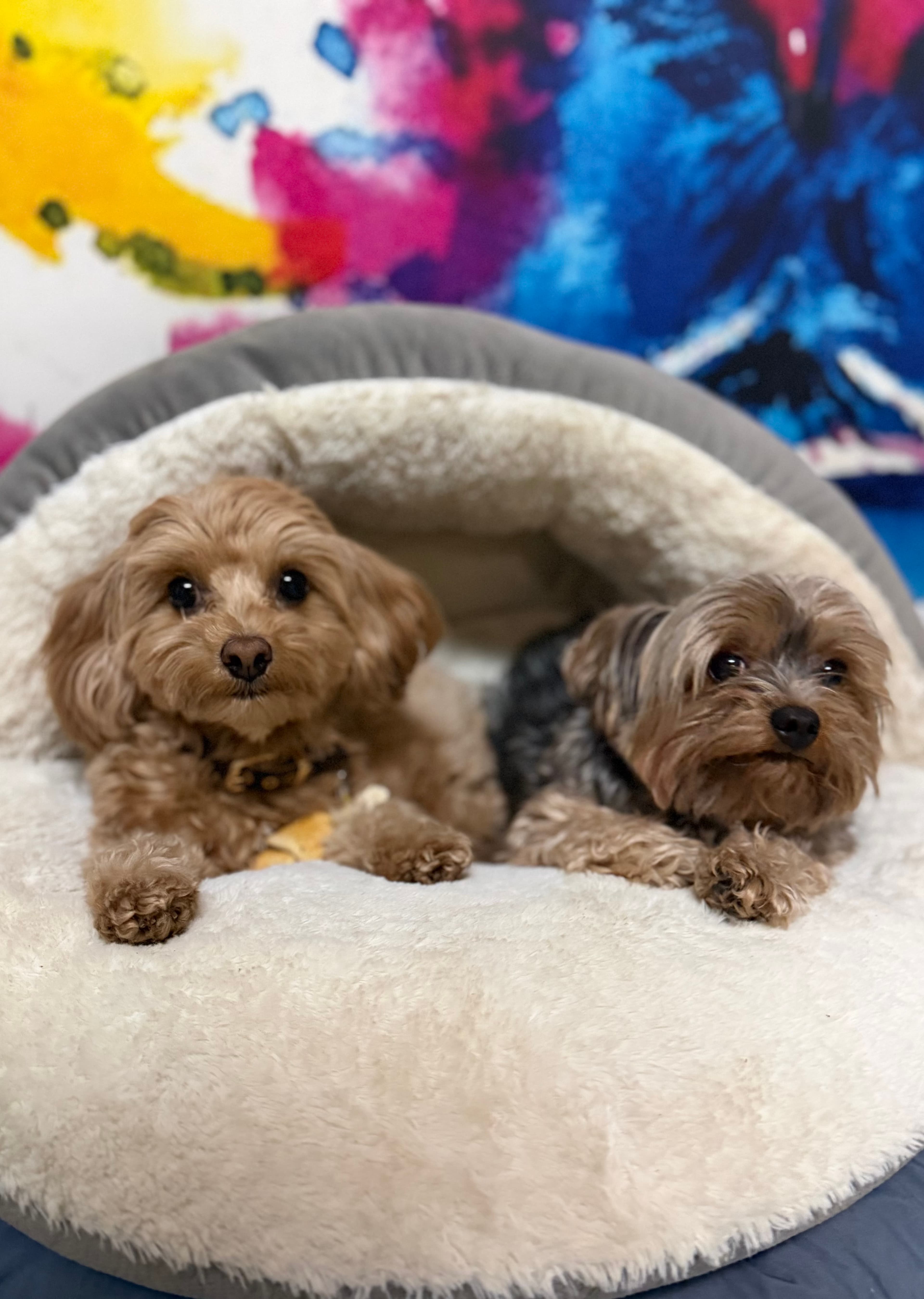 Post 3 de @playpenforpups